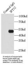 Intraflagellar Transport Protein 52 Homolog (IFT52) Antibody