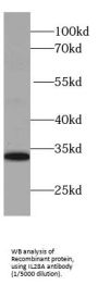Interleukin-28A (IL-28A) Antibody