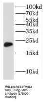 U3 Small Nucleolar Ribonucleoprotein Protein IMP3 (IMP3) Antibody