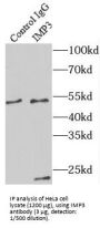 U3 Small Nucleolar Ribonucleoprotein Protein IMP3 (IMP3) Antibody