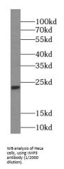 U3 Small Nucleolar Ribonucleoprotein Protein IMP3 (IMP3) Antibody