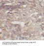 U3 Small Nucleolar Ribonucleoprotein Protein IMP3 (IMP3) Antibody