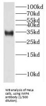 U3 Small Nucleolar Ribonucleoprotein Protein IMP4 (IMP4) Antibody