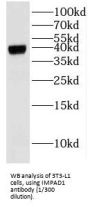 Inositol Monophosphatase 3 (IMPAD1) Antibody