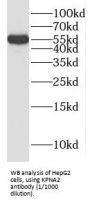 Importin Subunit Alpha-2 (KPNA2) Antibody