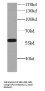 Kynurenine 3 monooxygenase Antibody