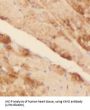 Kynurenine 3 monooxygenase Antibody