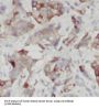 Microtubule-Associated Proteins 1A/1B Light Chain 3A (MAP1LC3A) Antibody