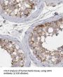 LDHC-Specific Antibody
