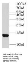 Low Density Lipoprotein Receptor Class A Domain Containing 1 (LDLRAD1) Antibody
