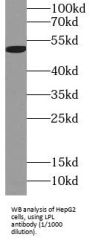 Lipoprotein Lipase (LPL) Antibody
