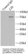 Lanosterol Synthase (LSS) Antibody