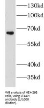 Leukotriene A-4 Hydrolase (LTA4H) Antibody