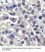 Mucosa-Associated Lymphoid Tissue Lymphoma Translocation Protein 1 (MALT1) Antibody