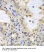 Minichromosome Maintenance Deficient 3 (MCM3) Antibody