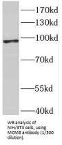 MCM8 Minichromosome Maintenance Deficient 8 (MCM8) Antibody