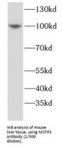 Multiple C2 And Transmembrane Domain Containing 2 (MCTP2) Antibody