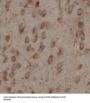 Multiple C2 And Transmembrane Domain Containing 2 (MCTP2) Antibody