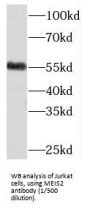 Meis Homeobox 2 (MEIS2) Antibody
