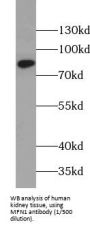 Mitofusin 1 (MFN1) Antibody