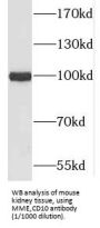 Neprilysin / NEP (MME) Antibody