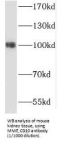 Neprilysin / NEP (MME) Antibody