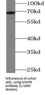 Matrix Metalloproteinase 9 (MMP9) Antibody