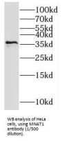 CDK7/Cyclin-H Assembly Factor (MNAT1) Antibody
