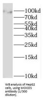 Molybdenum Cofactor Sulfurase (MOCOS) Antibody