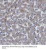 Molybdenum Cofactor Sulfurase (MOCOS) Antibody