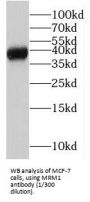 Mitochondrial rRNA Methyltransferase 1 (MRM1) Antibody