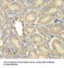 Myelin Basic Protein (MBP) Antibody