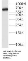 Myosin Light Chain Kinase 2 (MYLK2) Antibody