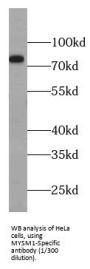 MYSM1-Specific Antibody