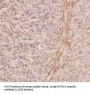 MYSM1-Specific Antibody