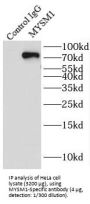 MYSM1-Specific Antibody