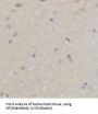 NF200 Antibody