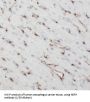 NF-H Antibody