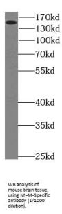 NF-M-Specific Antibody