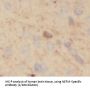 NF-M-Specific Antibody