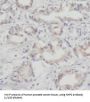 NHP2 Ribonucleoprotein (NHP2) Antibody