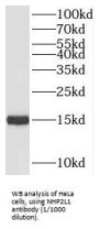 Small Nuclear Ribonucleoprotein 13 (NHP2L1) Antibody