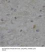 Small Nuclear Ribonucleoprotein 13 (NHP2L1) Antibody