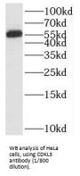 Cyclin-Dependent Kinase-Like 3 (CDKL3) Antibody