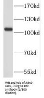 NLR Family Pyrin Domain Containing 2 (NLRP2) Antibody
