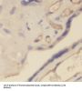 NLR Family Pyrin Domain Containing 2 (NLRP2) Antibody