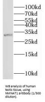 Nicotinamide Nucleotide Adenylyltransferase 1 (NMNAT1) Antibody