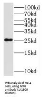 Noggin (NOG) Antibody