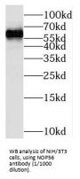 NOP56 Ribonucleoprotein (NOP56) Antibody
