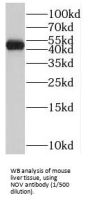 Nephroblastoma Overexpressed Gene (NOV) Antibody